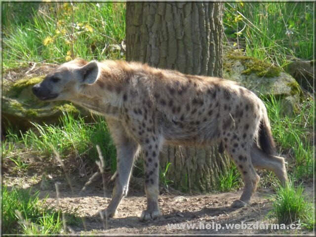 hyena