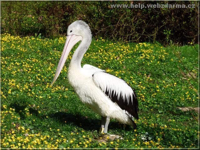 pelikan
