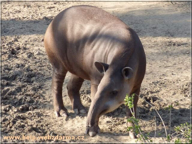 tapir ja