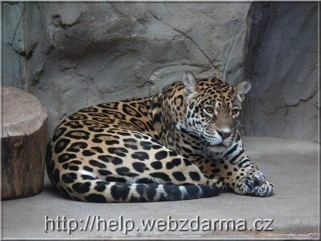 leopard