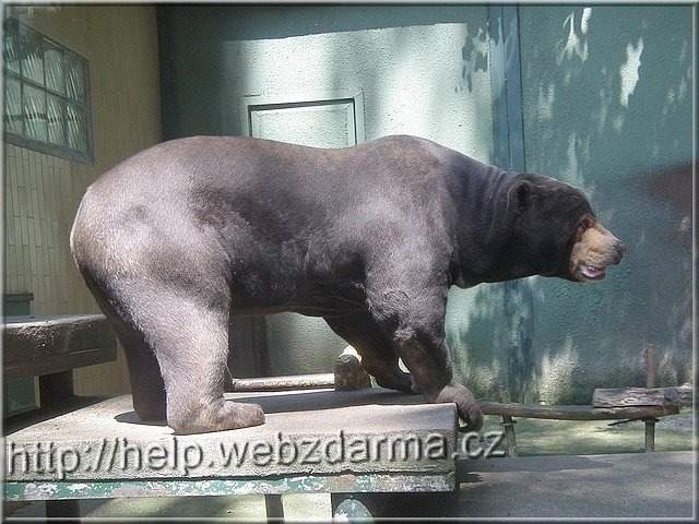 medved