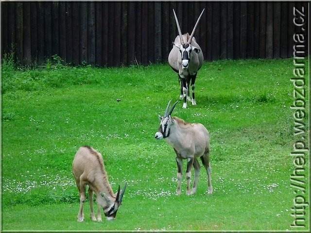 oryx