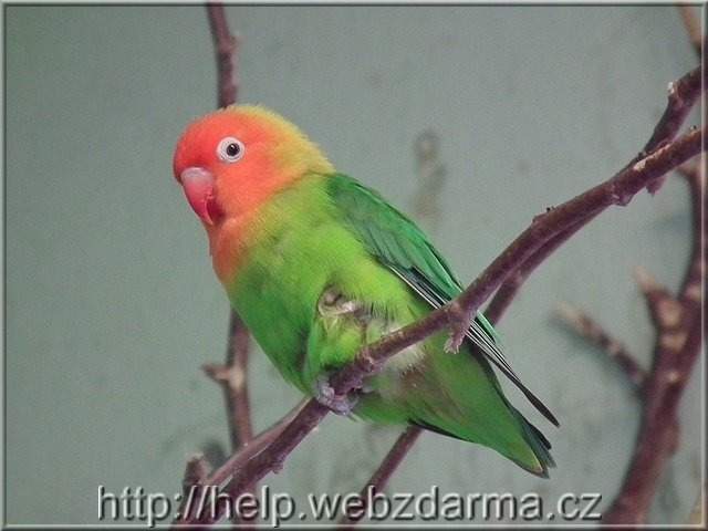 agapornis
