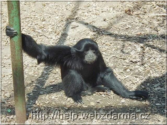 siamang